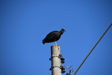 Black vulture (coragyps atratus) still on a light post watching the sky