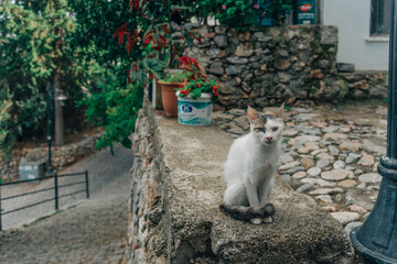 cat in the garden