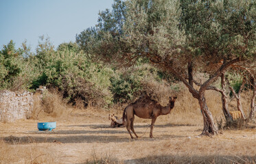 camels in the desert
