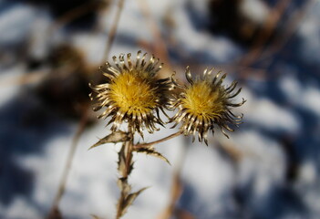 Obraz premium Beautiful golden flowers that are above the snow. Dried flowers in the snow.