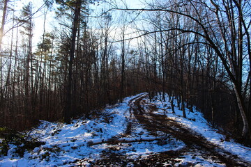 Forest road through the forest. Sum in winter. Snow in the woods. Leafless trees.