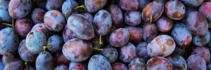 Banner. Ripe plums. Close up of fresh plums, top view. Macro photo food fruit plums. Texture background of fresh blue plums. Image fruit product. D'Agen French prune plum. Plums with a few leaves.