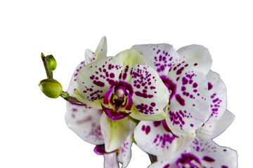 Branch of orchid phalaenopsis isolated on white background