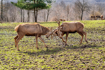 Deer Fighting