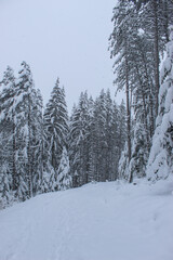 Coniferous forest in winter with a lot of snow. Snow in the woods. Snow on the trees.