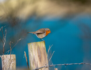Robin on a fence post with blue background
