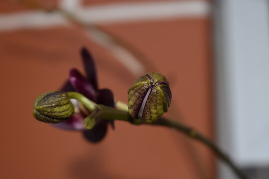 Purple orchid (orchidaceae) blossom and opening