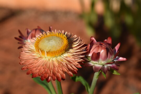 Everlasting flower (helichrysum bracteatum) fully open with pollen and steam, with other two buds