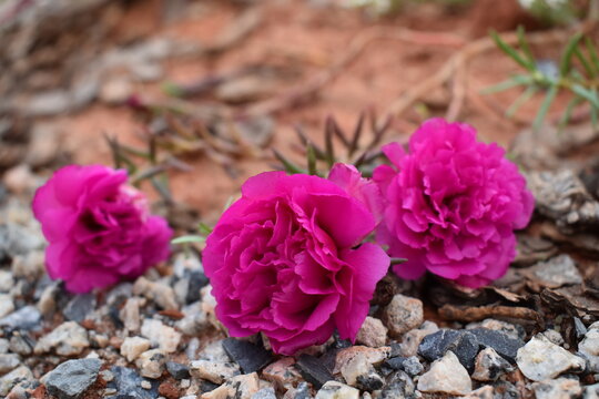 Three bright pink fuschia flower of moss rose purslane (portulaca grandiflora) a Brazilian succulent