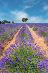 lavender field with a tree holm oak an the background, row of plant starting in the foreground, lavender and lavandin fields in Brihuega, Guadalajara, Spain
