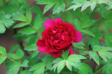 Blooming peonies in the park, China