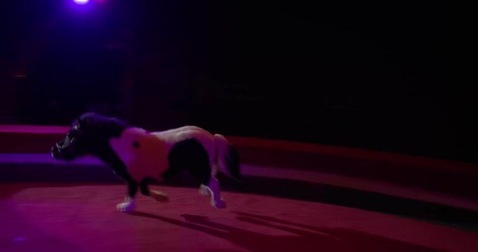 Black and white pony runs on stage of the circus under the colorful lights, 4k