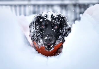 Pies w śnieżnej zaspie - obrazy, fototapety, plakaty