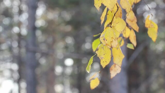 Autumn background. Yellow foliage on the branches swaying in the wind on a forest background.