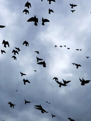 sky with birds