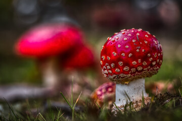 Close up picture of Amanita muscaria during Autumn Season in Vancouver, British Columbia, Canada. Artistic Render