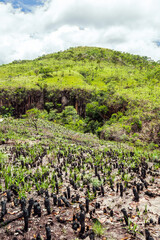 Fototapeta na wymiar Vegetation of the Brazilian Cerrado on the hills of Capitólio, Minas Gerais state. Burned Canela de Ema plants on foreground, native plant of Cerrado.