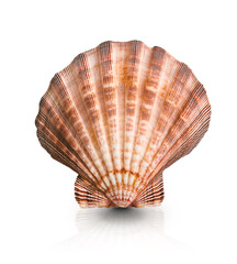 Sea shell, scallop, isolated on white background