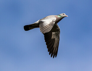 pigeon in flight