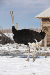 Beautiful ostrich walking in the snow in a winter sunny day at the ranch.