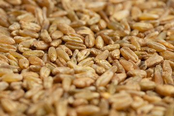 Background of Freekeh Grain