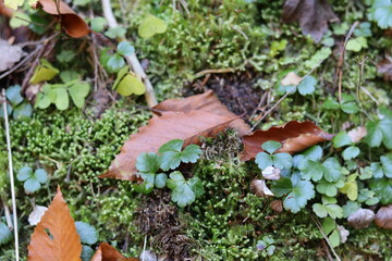 moss on the ground