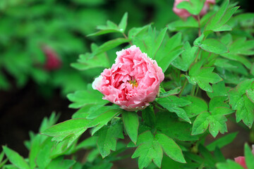 Blooming peonies in the park, China