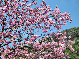 静岡県･河津桜(原木)