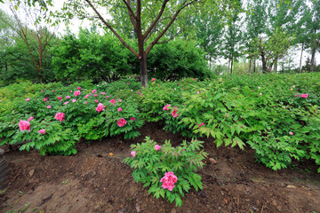 Blooming peonies in the park, China