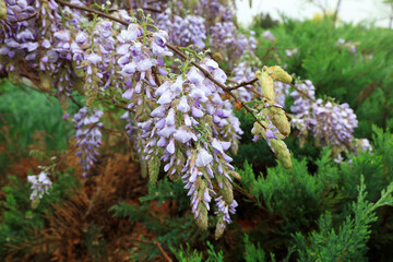 Fototapeta premium Wisteria flowers in the park, North China