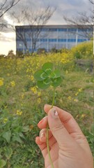 hand picking lucky five leaf clover
