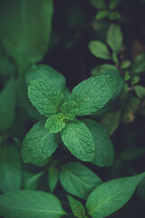 Green peppermint plant growing in organic vegetables garden