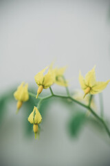 Beautiful tomato flowers blossom in a garden