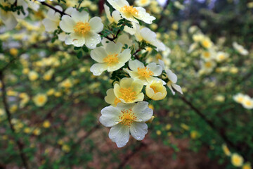 Rosa davurica flowers in the park, China