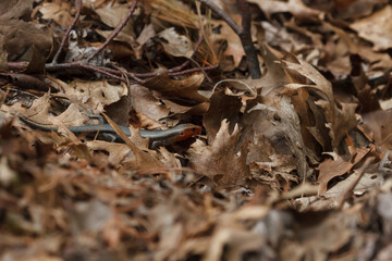 A five-lined skink moves through the leaves on the forest floor. 