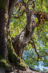 Fototapeta na wymiar Arbutus Tree at Witty's Lagoon Regional Park, British Columbia