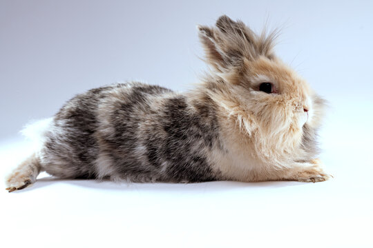 Adorable lionhead rabbit with mixed chocolate colored furr looking at the camera while sitting on a side