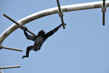 遊具で遊ぶテナガザル
