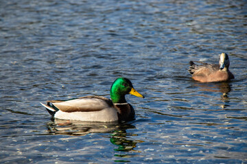 Mallard duck at Esquilmalt Lagoon Migratory Bird Sanctuary, Vancouver Island, British Columbia