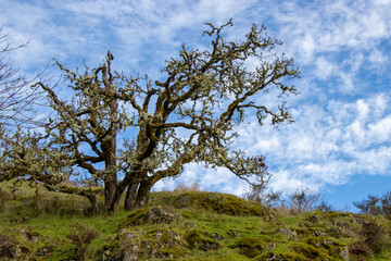 Oak tree on a hill at Peddar Bay, Vancouver Island, BC