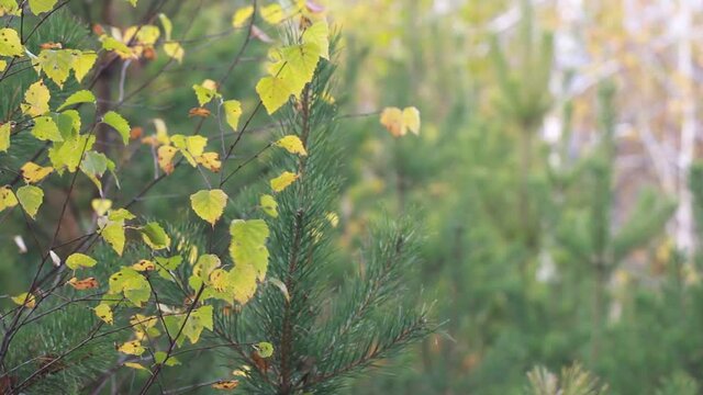 Autumn background. Yellowed leaves on a tree sway in the wind in a pine forest.