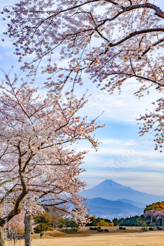 富士山と満開の桜 静岡県静岡市日本平にて Wall Mural Photop5