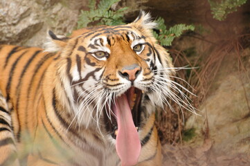 あくびをするトラ