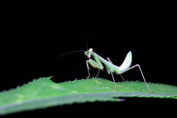 Mantis inhabits wild plants in North China