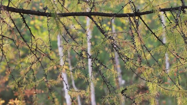 Autumn background. Larch branches sway in the wind. Hanging branches of larch with soft yellowed needles.