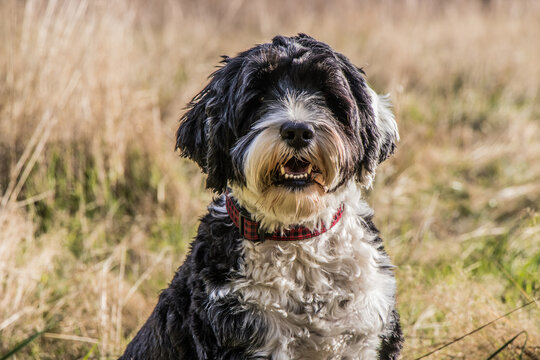 black and white Portuguese water dog