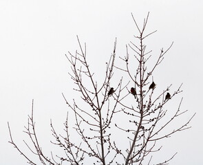 A flock of song sparrows perched on tree branches in Prescott, Arizona