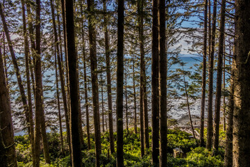 Looking through the trees at the ocean at Juan De Fuca Provincial Park
