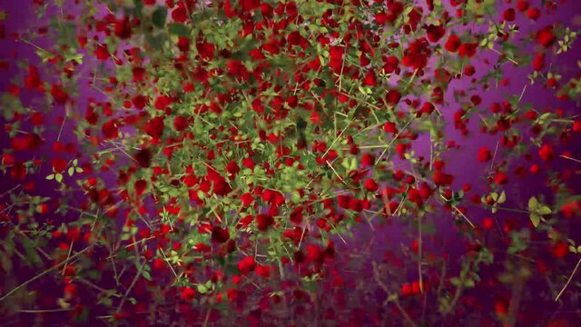 animaci&oacute;n con rosas que forman un coraz&oacute;n celebrando el dia de  san valentin en ingles