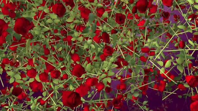 animaci&oacute;n de rosas que forman un coraz&oacute;n celebrando san valent&iacute;n